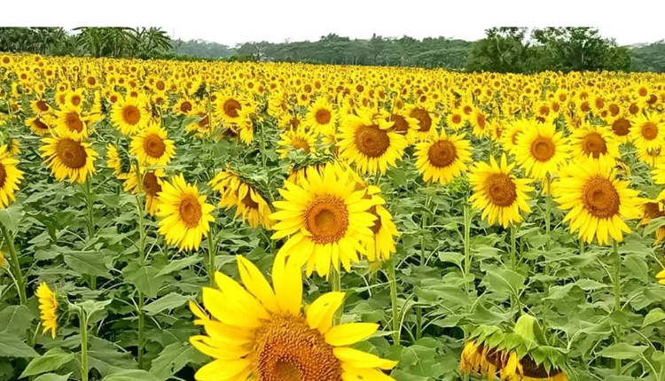 inbound1700540447762713156